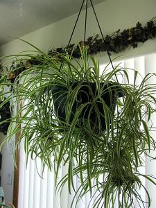spider plant-air-purifying plants, Milford, Plainville MA